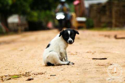 ​Balancing the human right to health with animal rights and welfare: The conundrum of stray dogs in Kenya