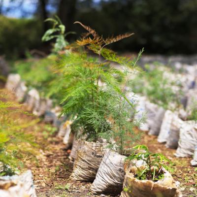 Tree Planting Initiative 6